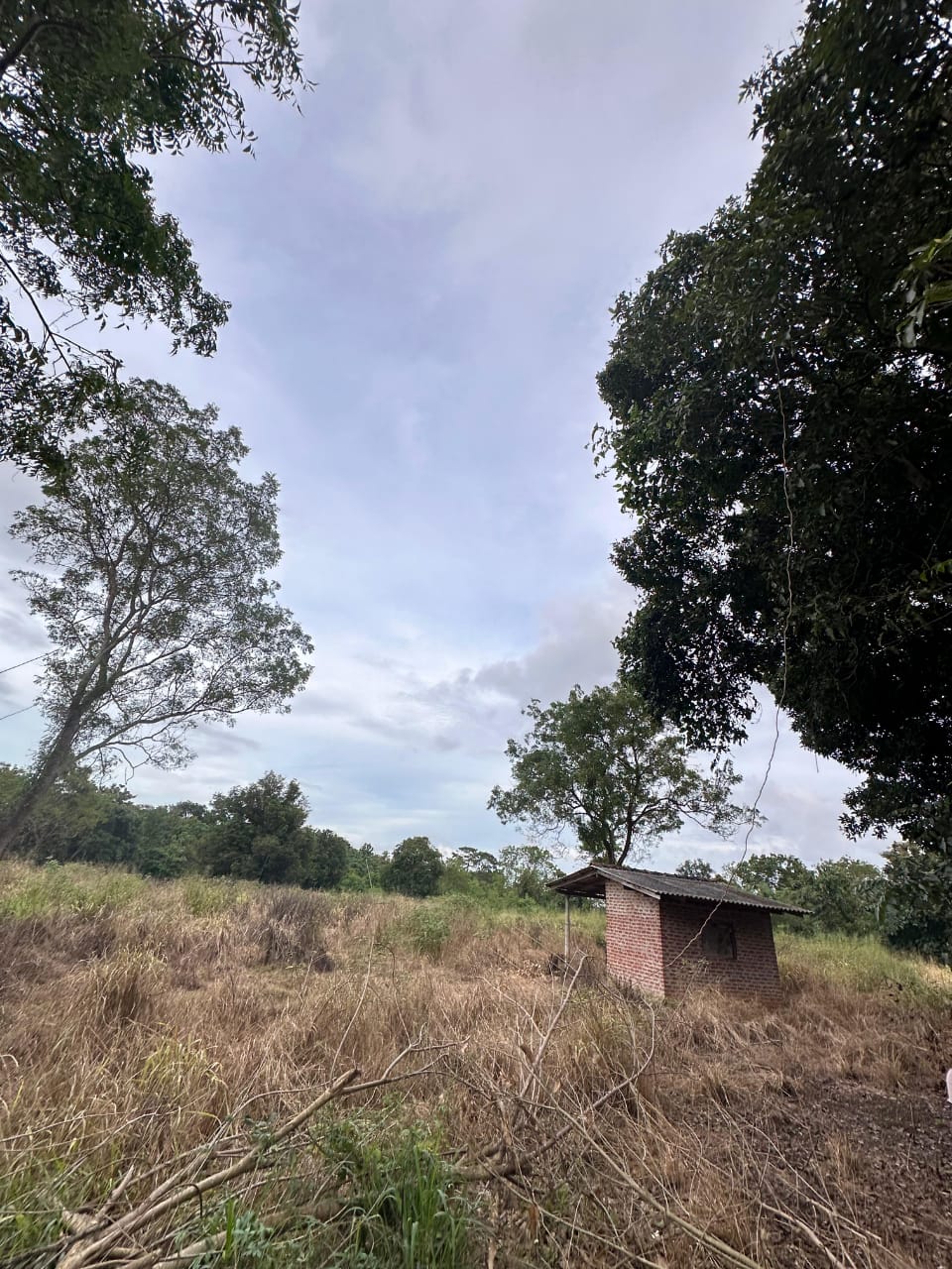 Medirigiriya අක්කර 03ක්‌ ඉඩමක් විකිනීමට