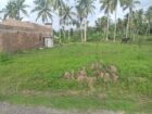 Flat Land Ideal for Build a House Kadahapola