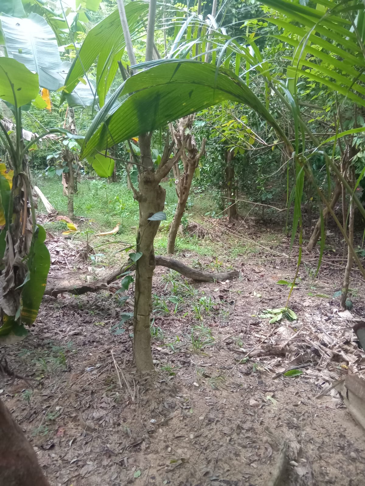 Land for Sale Dambokka Highway Kurunegala