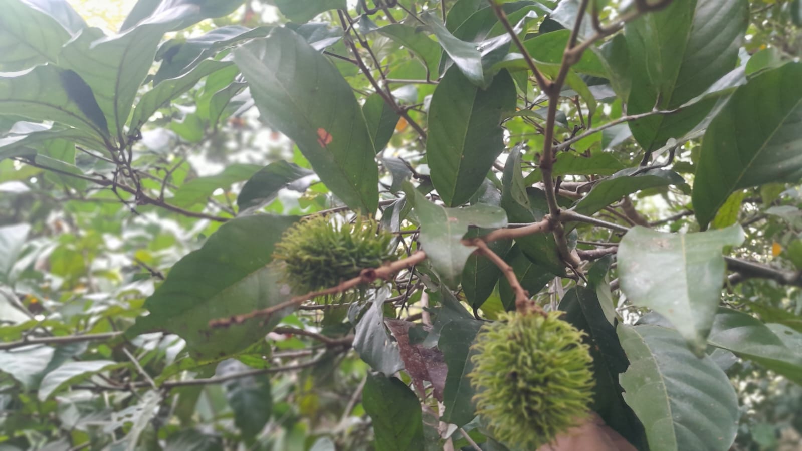 ඉල්ලම් හා ගස්