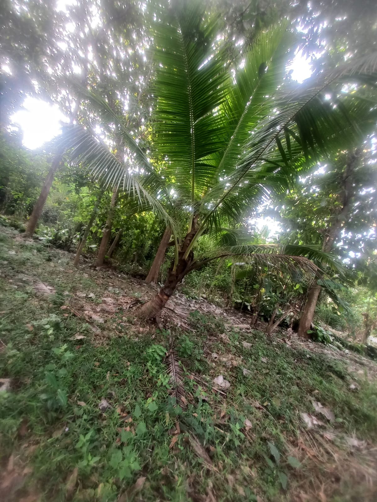 ඉල්ලම් හා ගස්