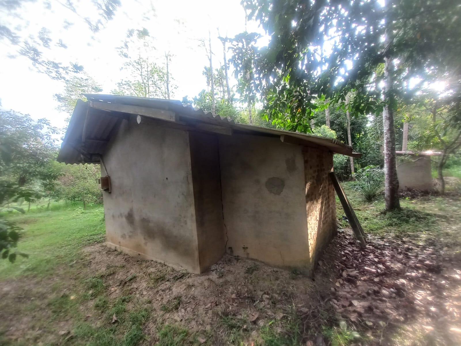 ඉල්ලම් හා ගස්