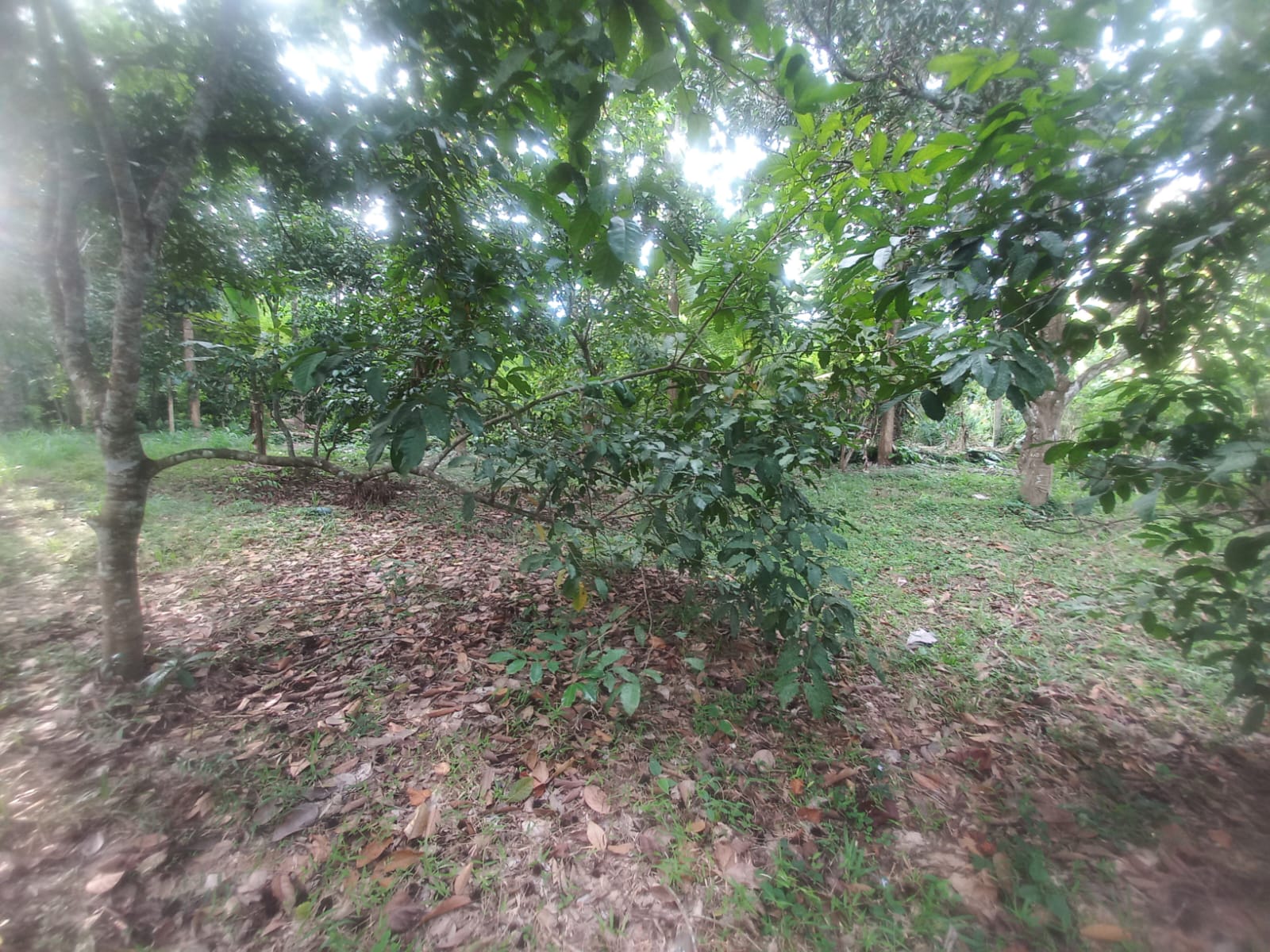 ඉල්ලම් හා ගස්