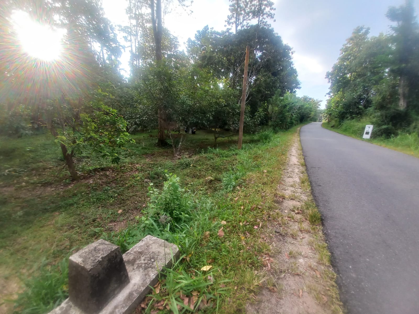 ඉල්ලම් හා ගස්