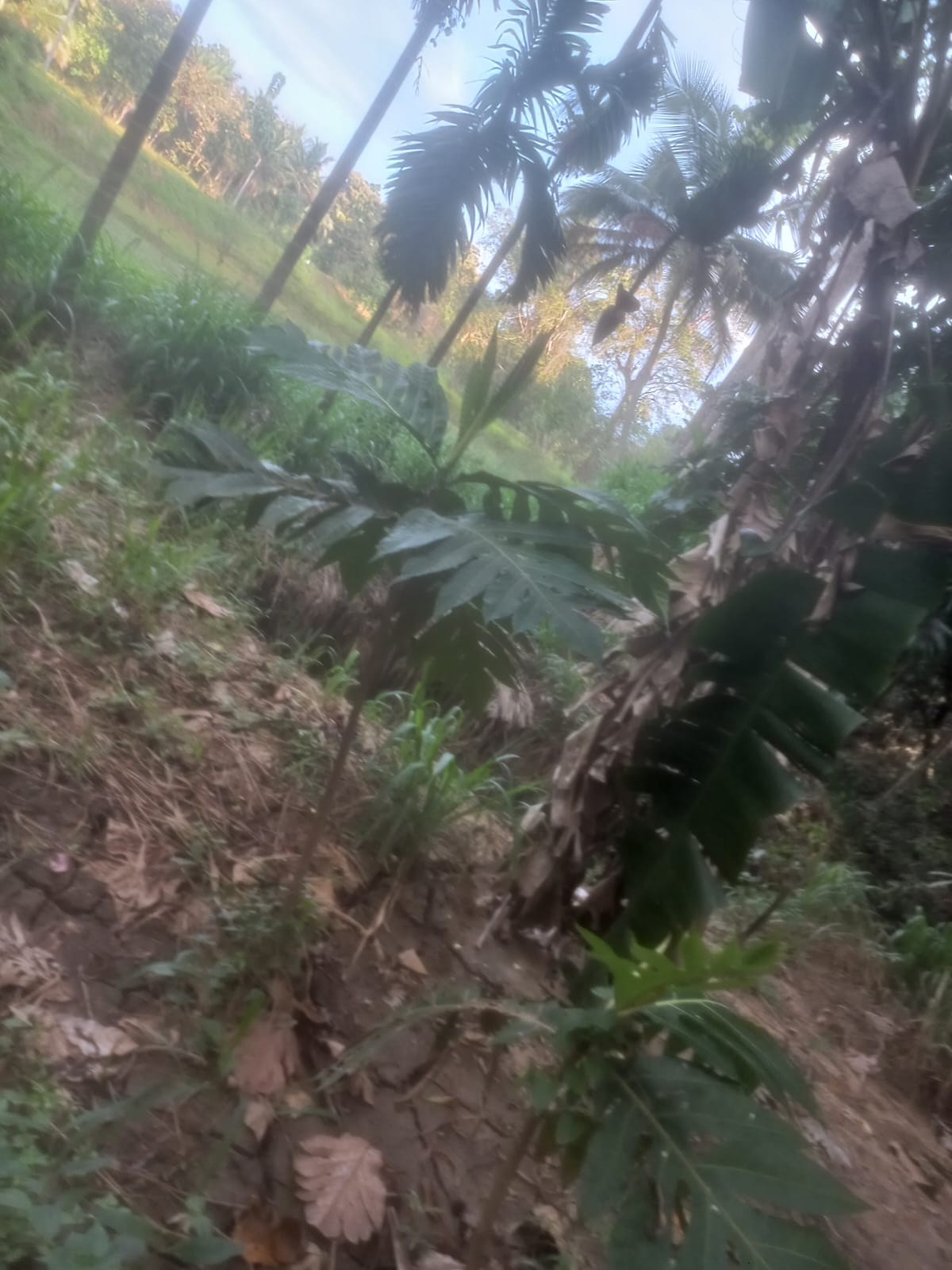 ඉල්ලම් හා ගස්