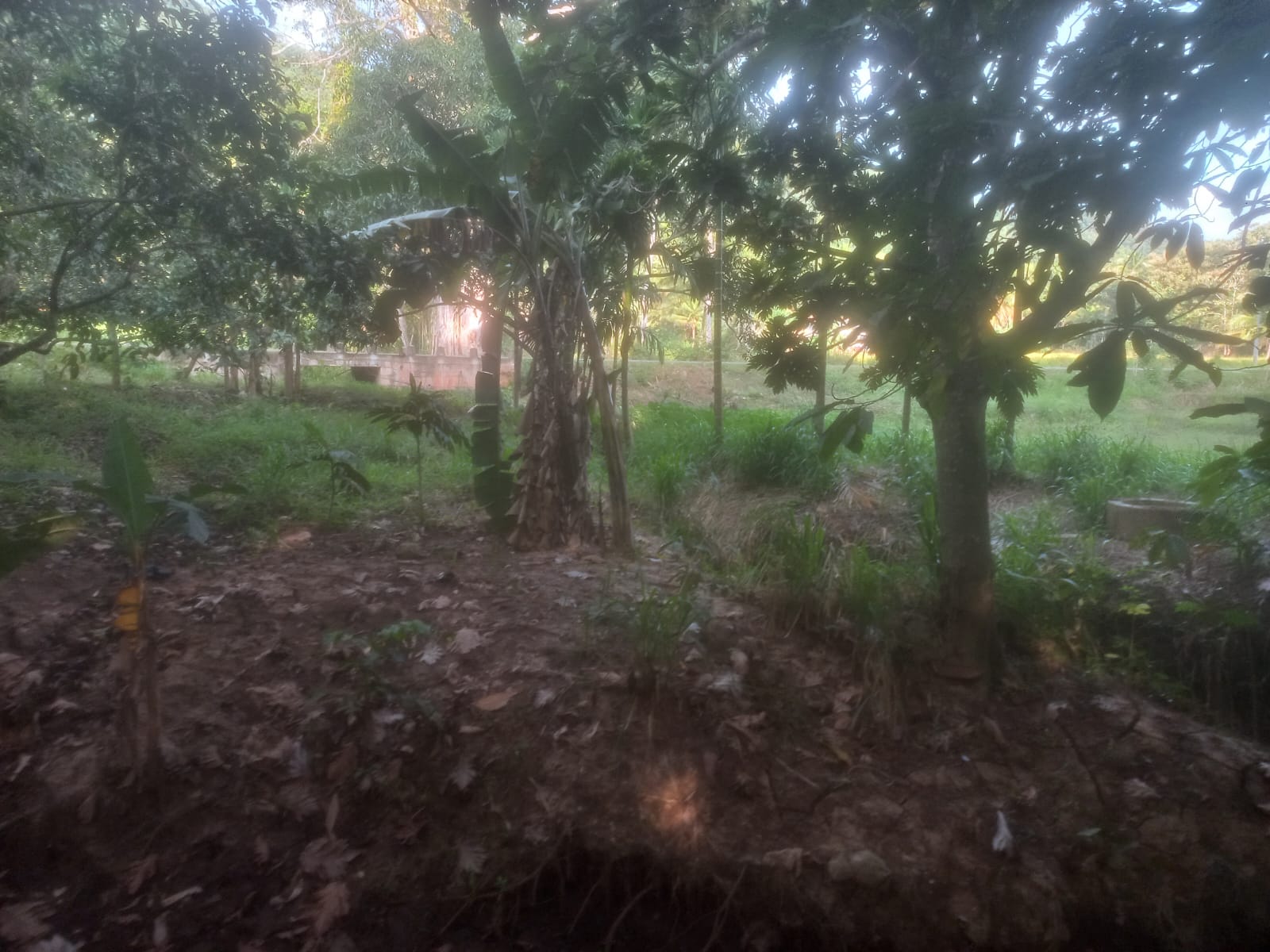 ඉල්ලම් හා ගස්