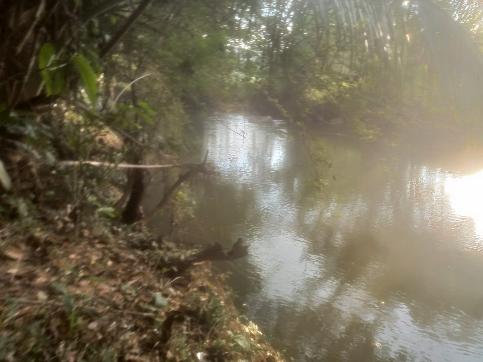 ඉල්ලම් හා ගස්