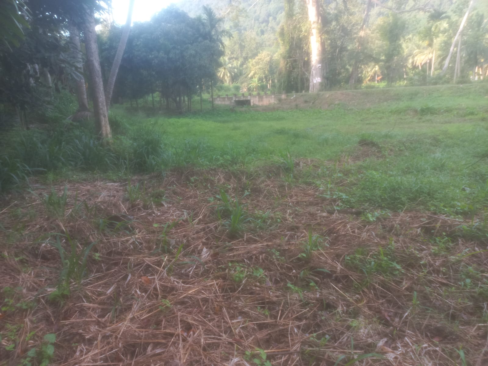 ඉල්ලම් හා ගස්