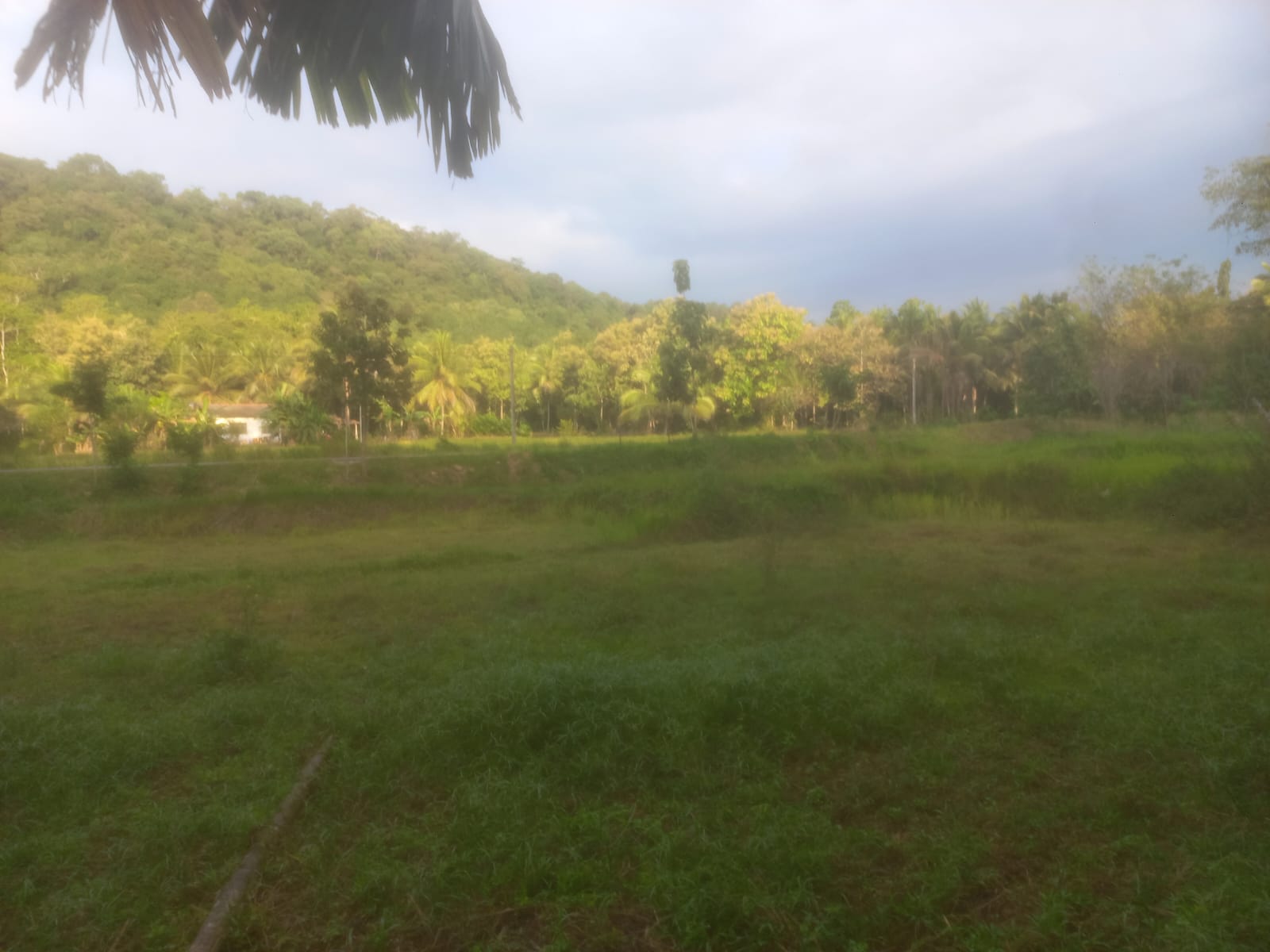 ඉල්ලම් හා ගස්