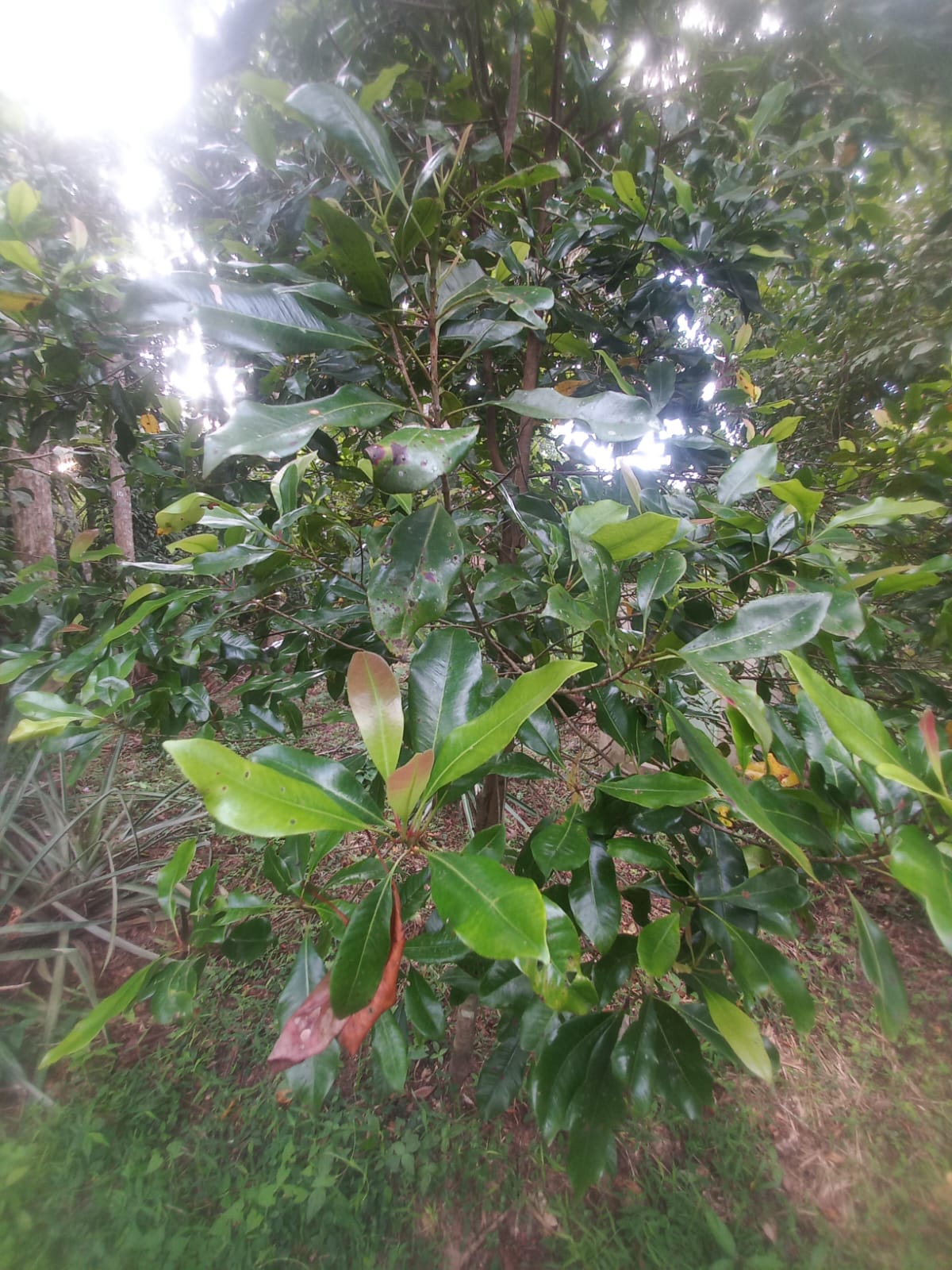 ඉල්ලම් හා ගස්