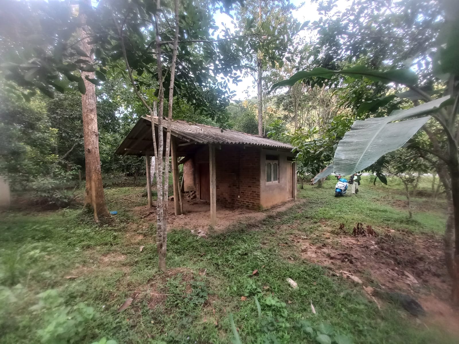 ඉල්ලම් හා ගස්