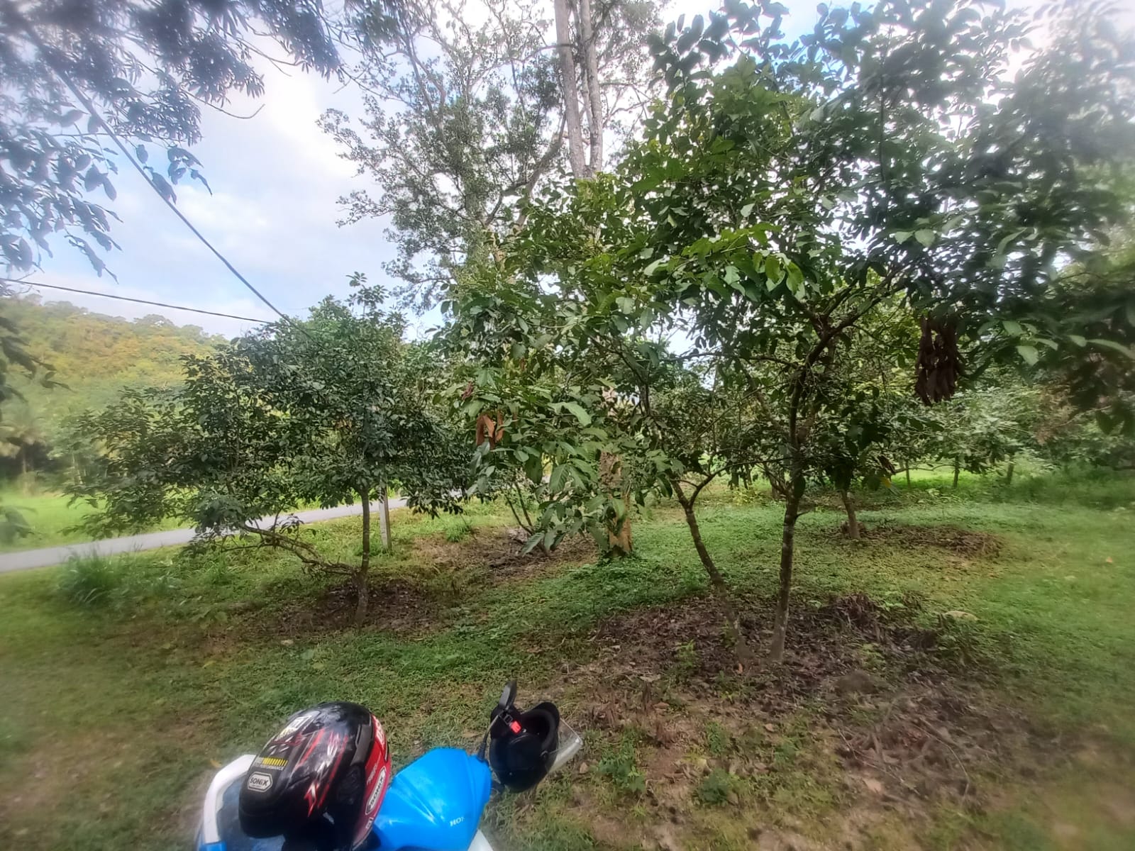 ඉල්ලම් හා ගස්