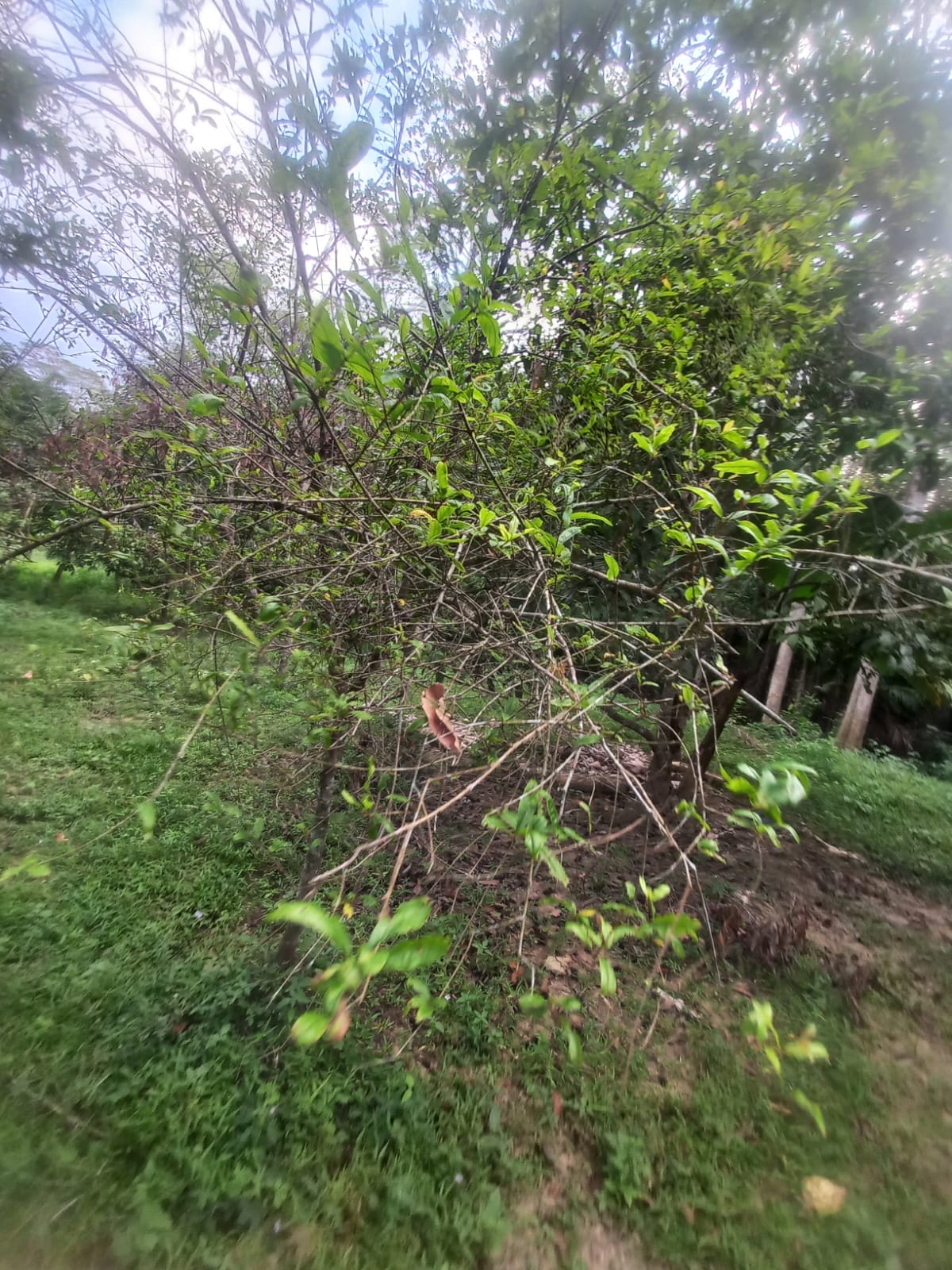 ඉල්ලම් හා ගස්