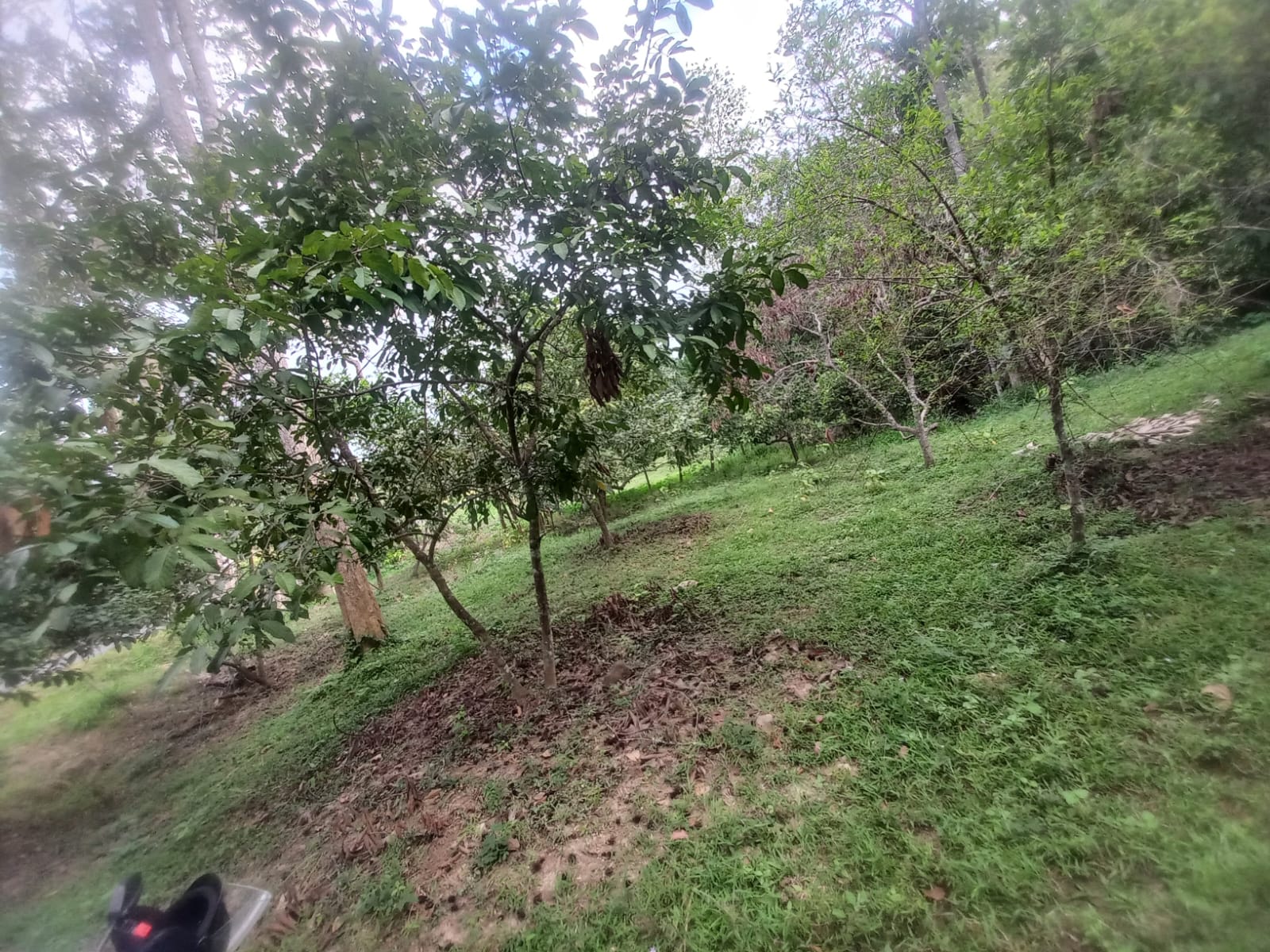 ඉල්ලම් හා ගස්