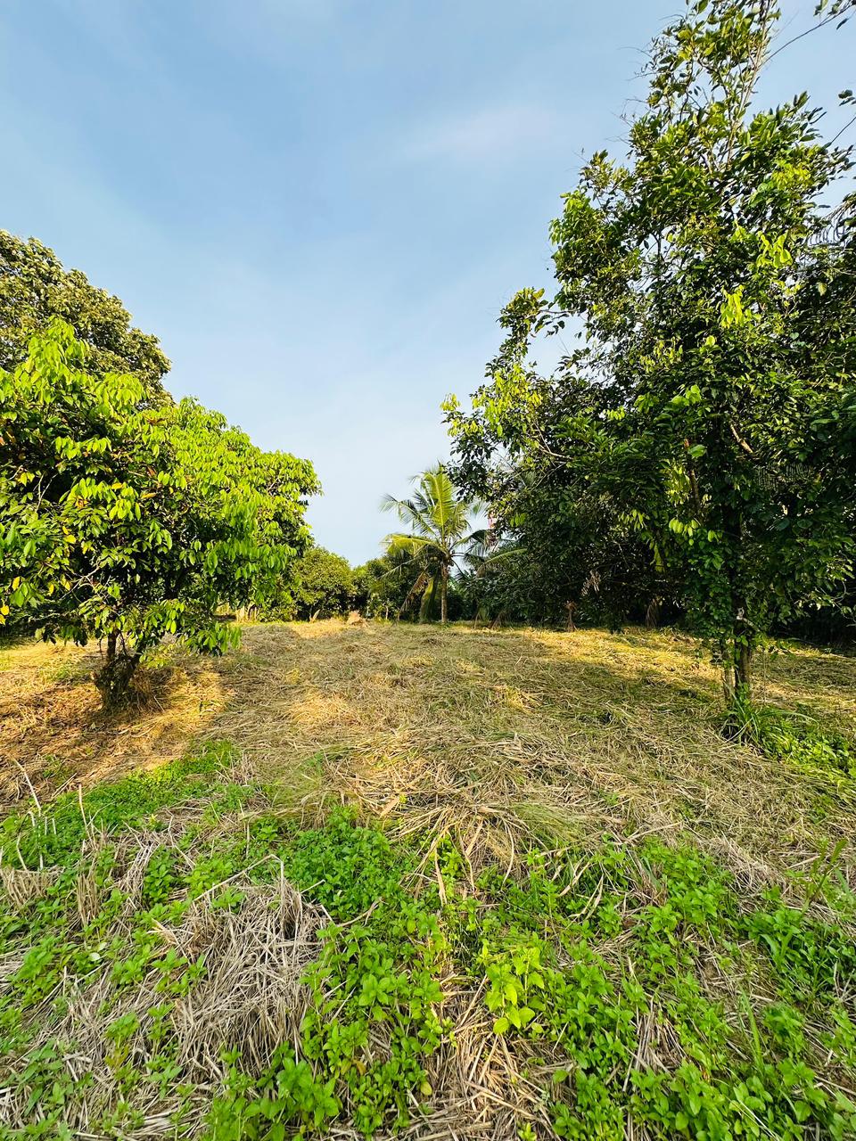 පර්චස් 430ක නිවසක් සහිත ඉඩමක් විකිණීමට ඇත