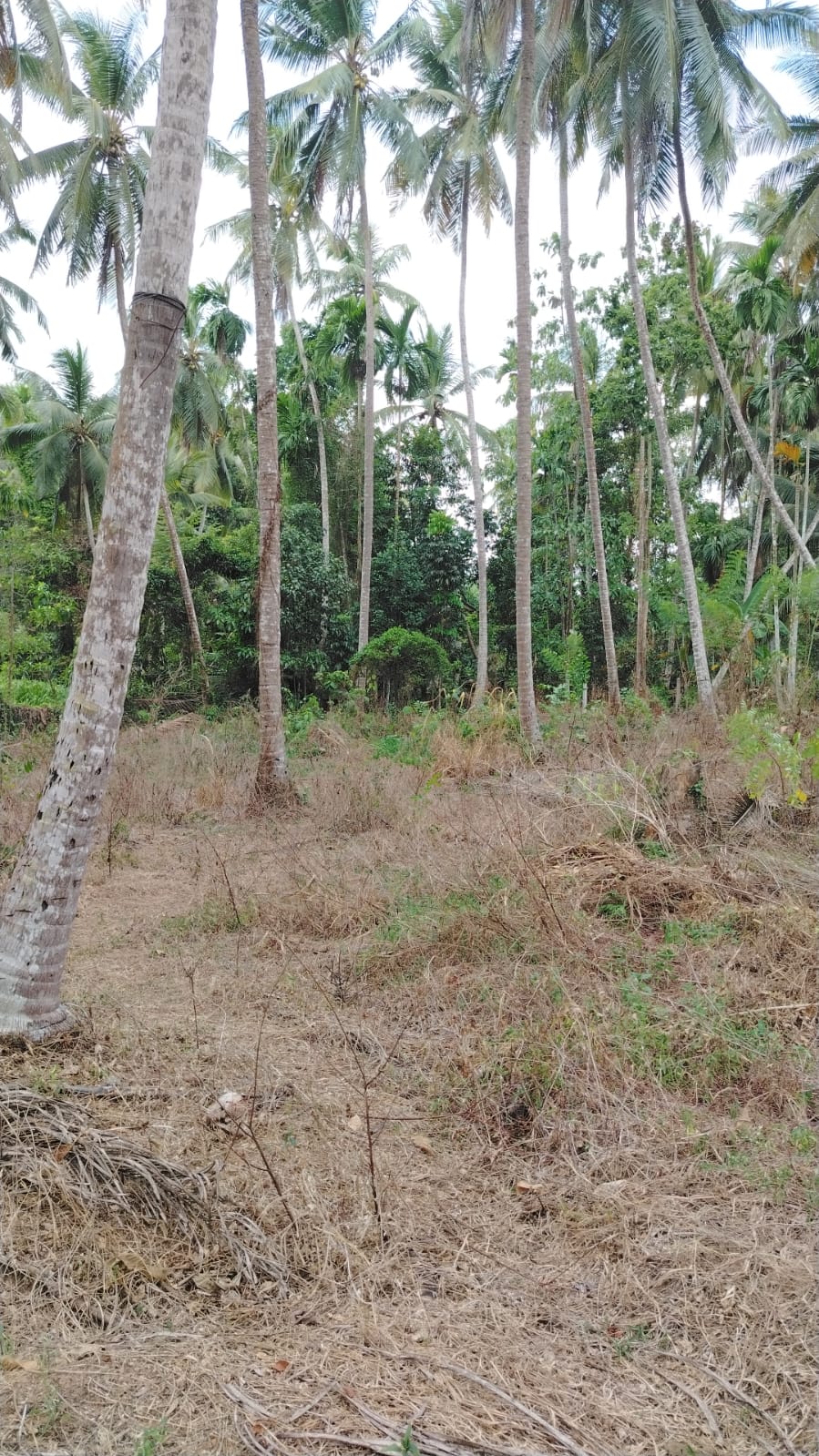 Land for Sale Veyangoda