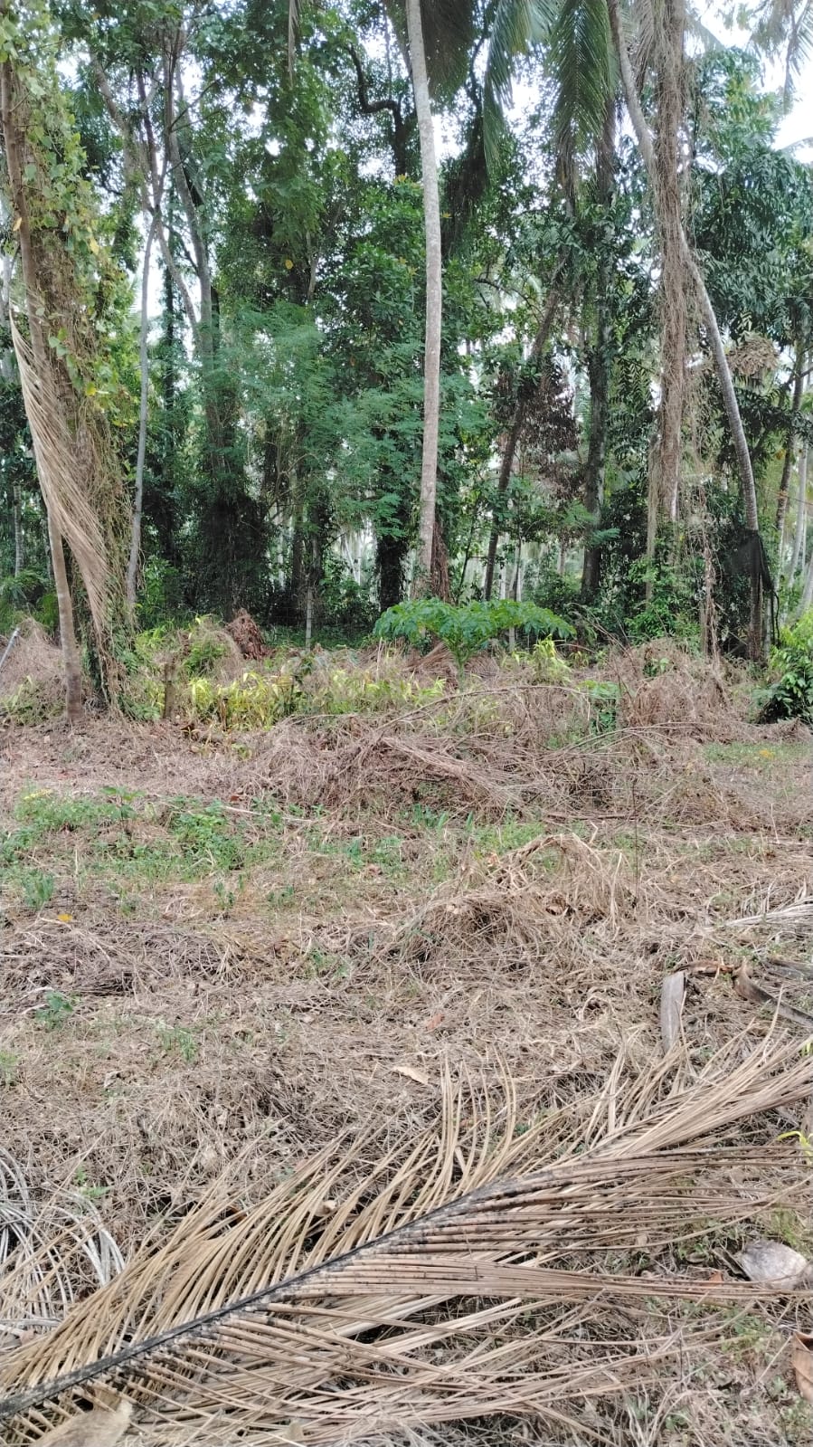 Land for Sale Veyangoda