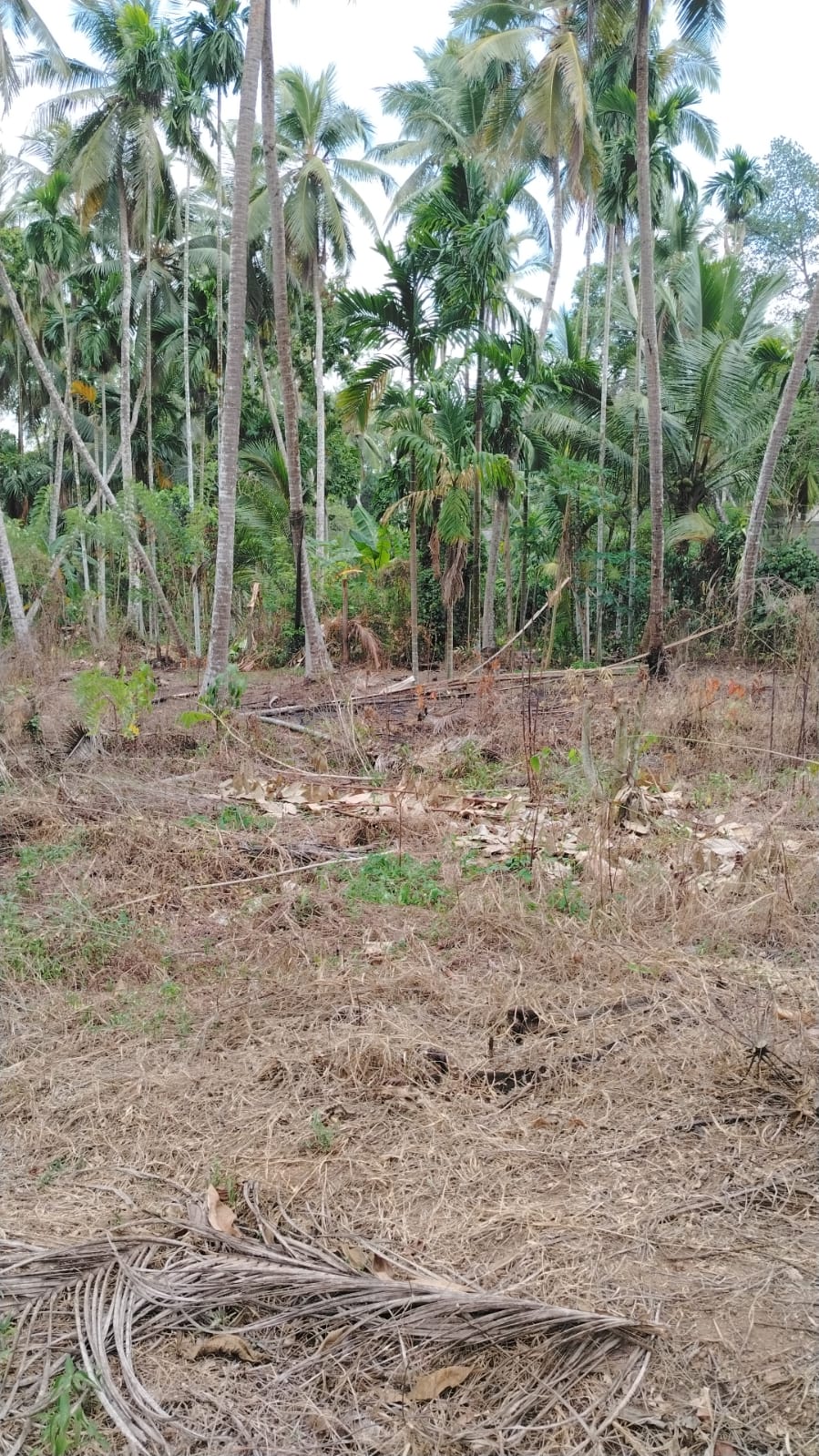 Land for Sale Veyangoda