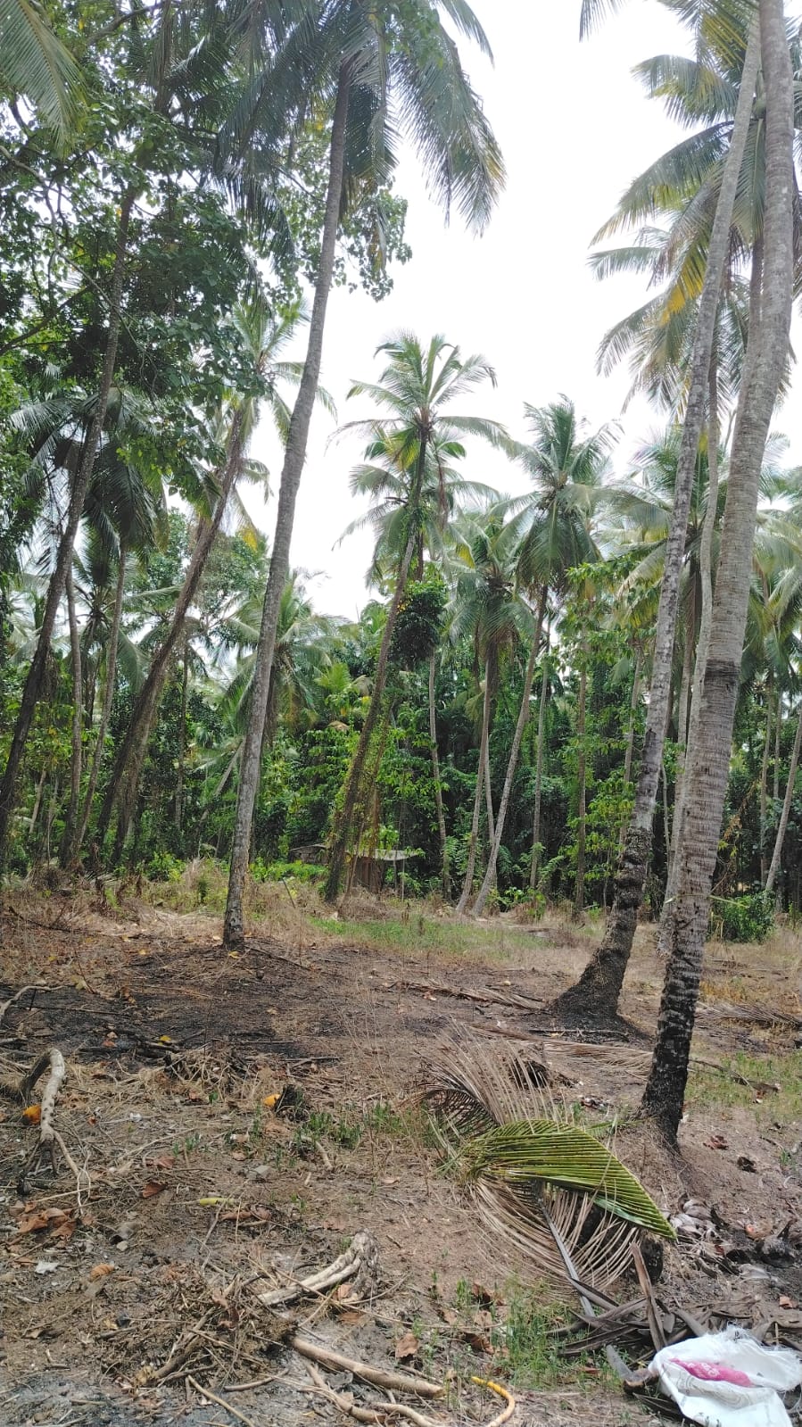 Land for Sale Veyangoda
