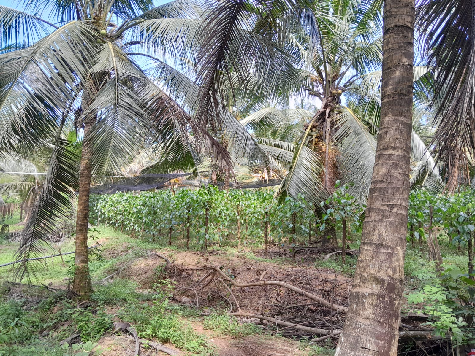 Land for Sale – Dompe