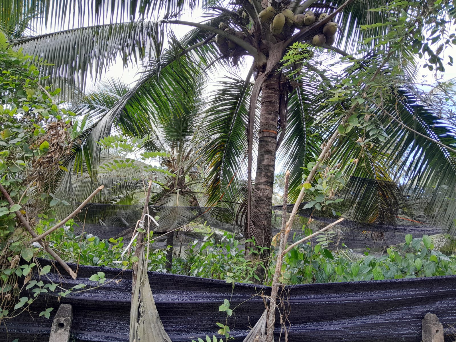 Land for Sale – Dompe