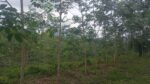 Land for Sale in Kegalle