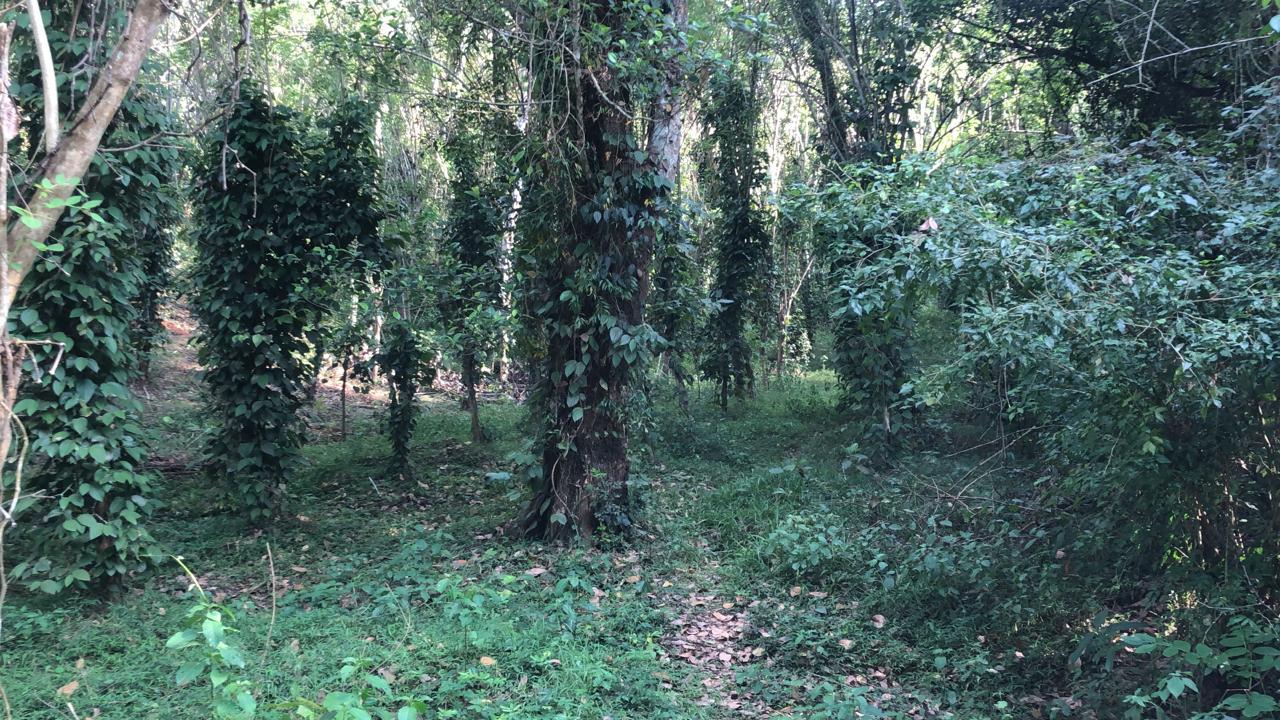 Land for Sale Nikawella Rattota, Matale