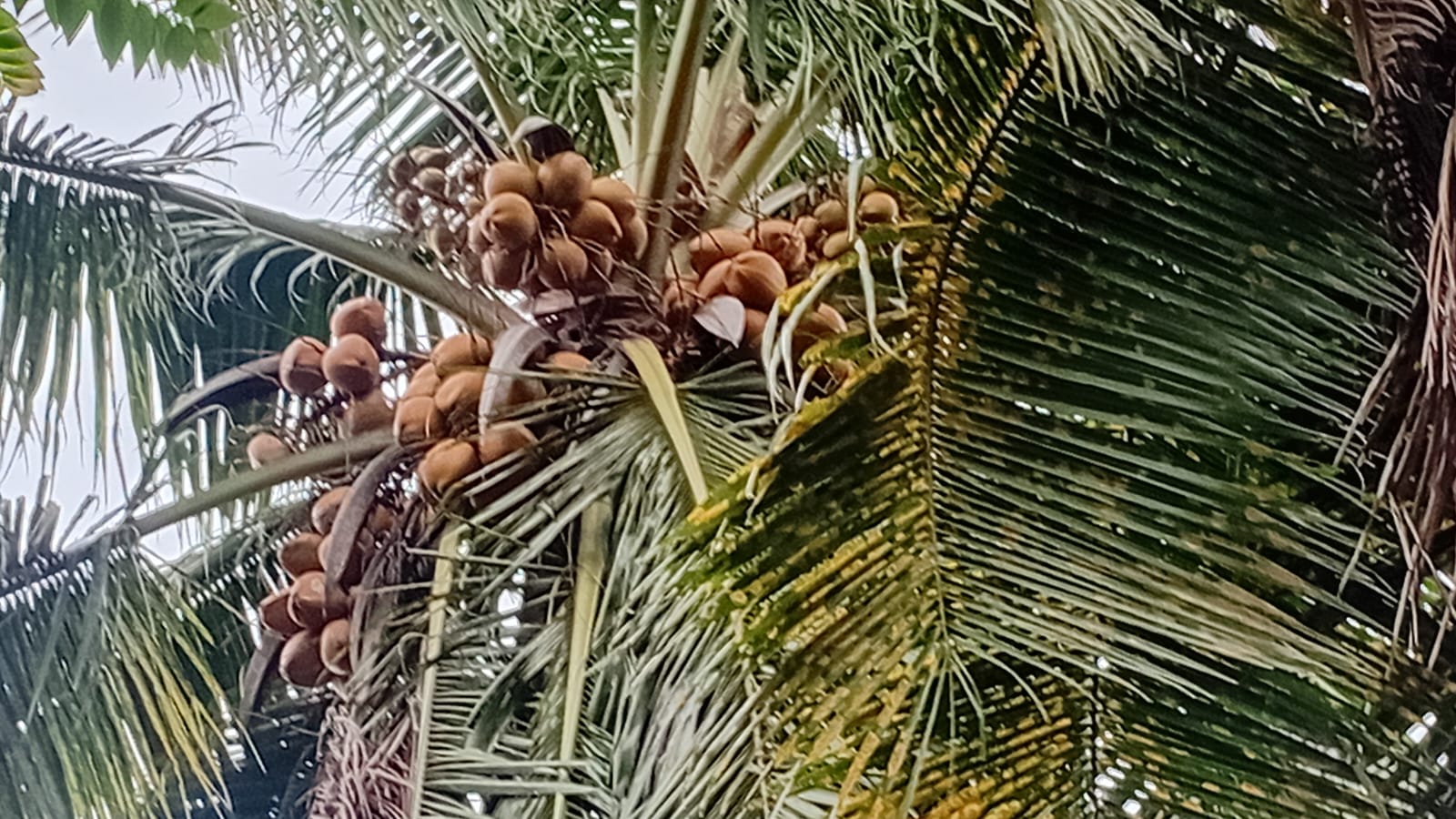 කැලණිය එක්සත් මාවතෙන් පදිංචියට ඉඩමක්