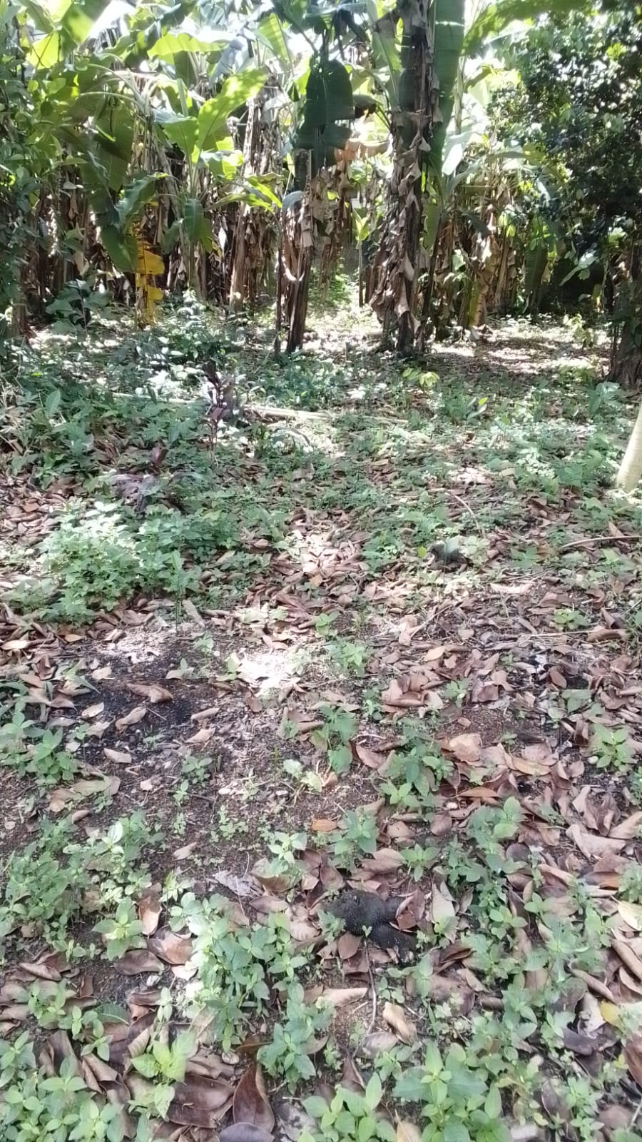 පර් 30 හැතරස් ඉඩම මාකොල දේවාල පාර