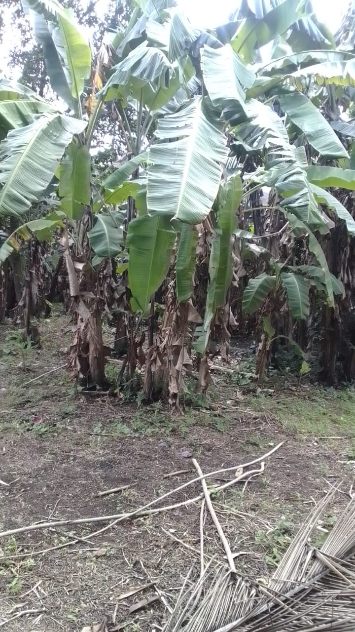 පර් 30 හැතරස් ඉඩම මාකොල දේවාල පාර