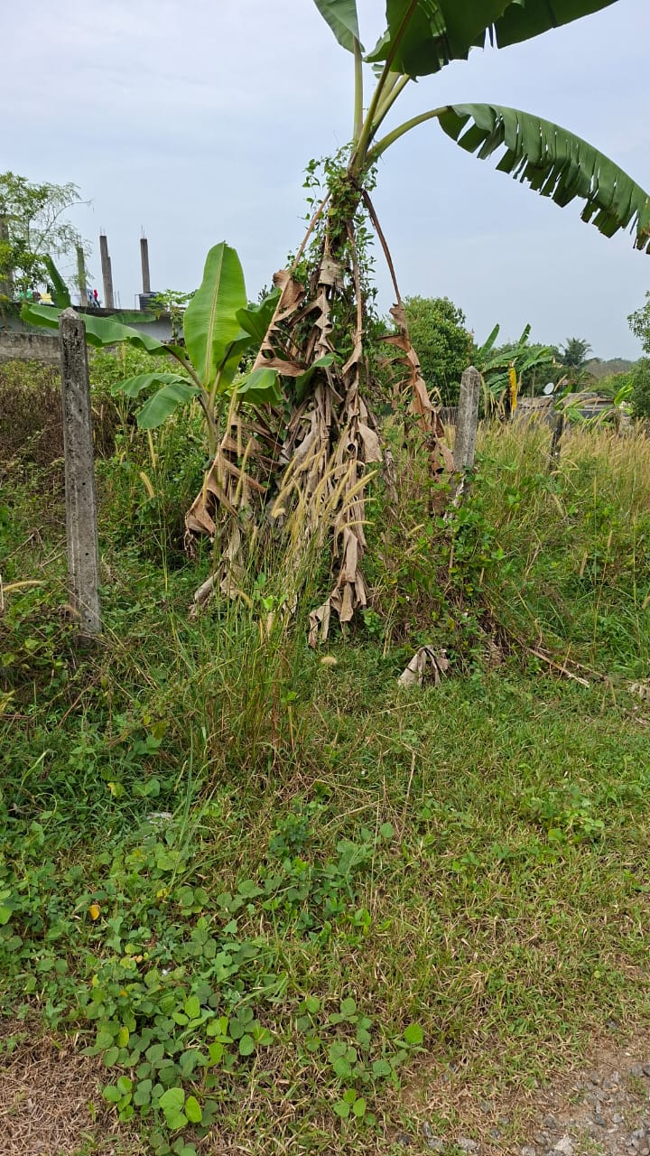 Embulgama Land for Sale