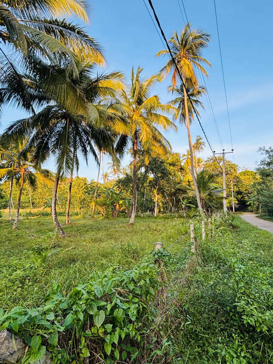 Commercial Land for Sale in Narammala