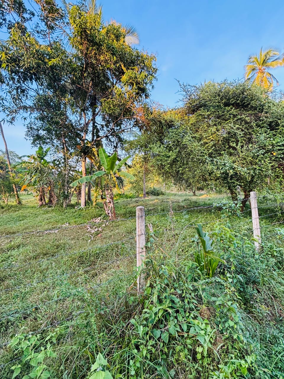 Commercial Land for Sale in Narammala