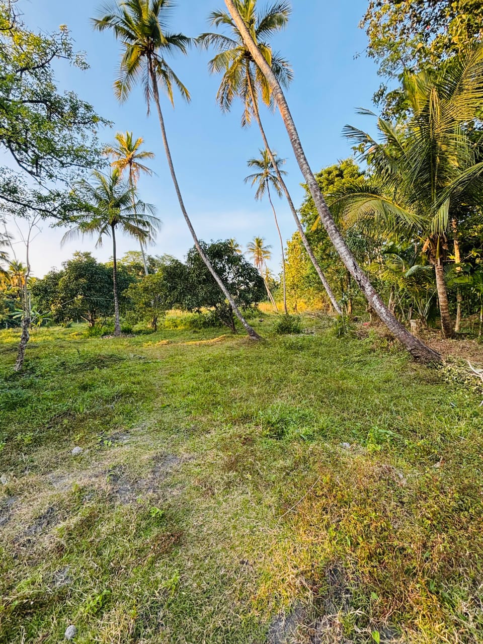 Commercial Land for Sale in Narammala