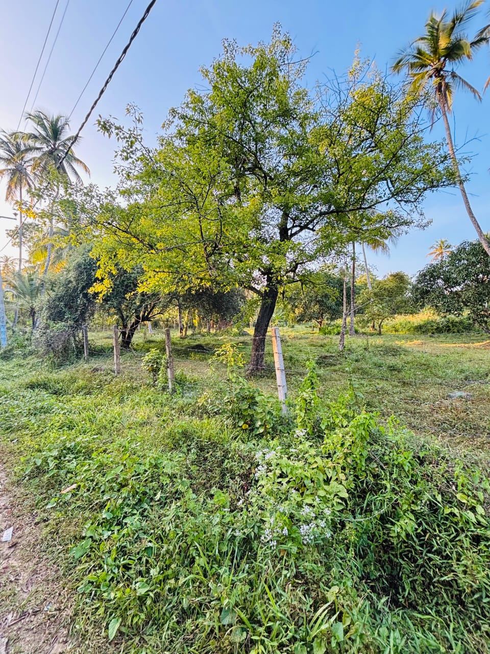 Commercial Land for Sale in Narammala