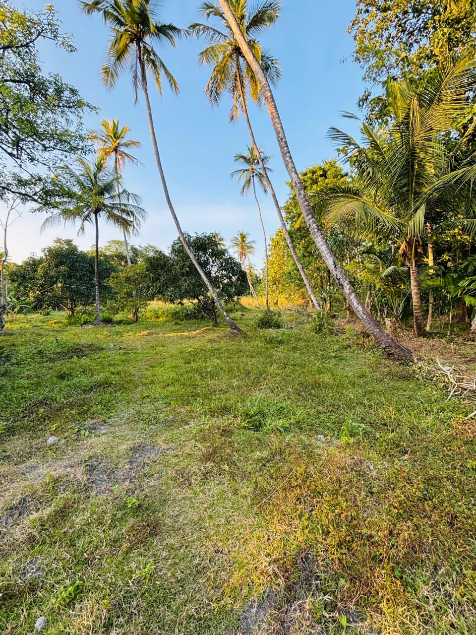 Commercial Land for Sale in Narammala