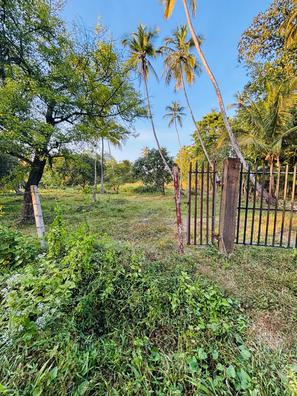 Commercial Land for Sale in Narammala