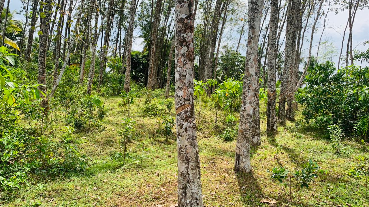 Rubber Land for Sale in Pugoda