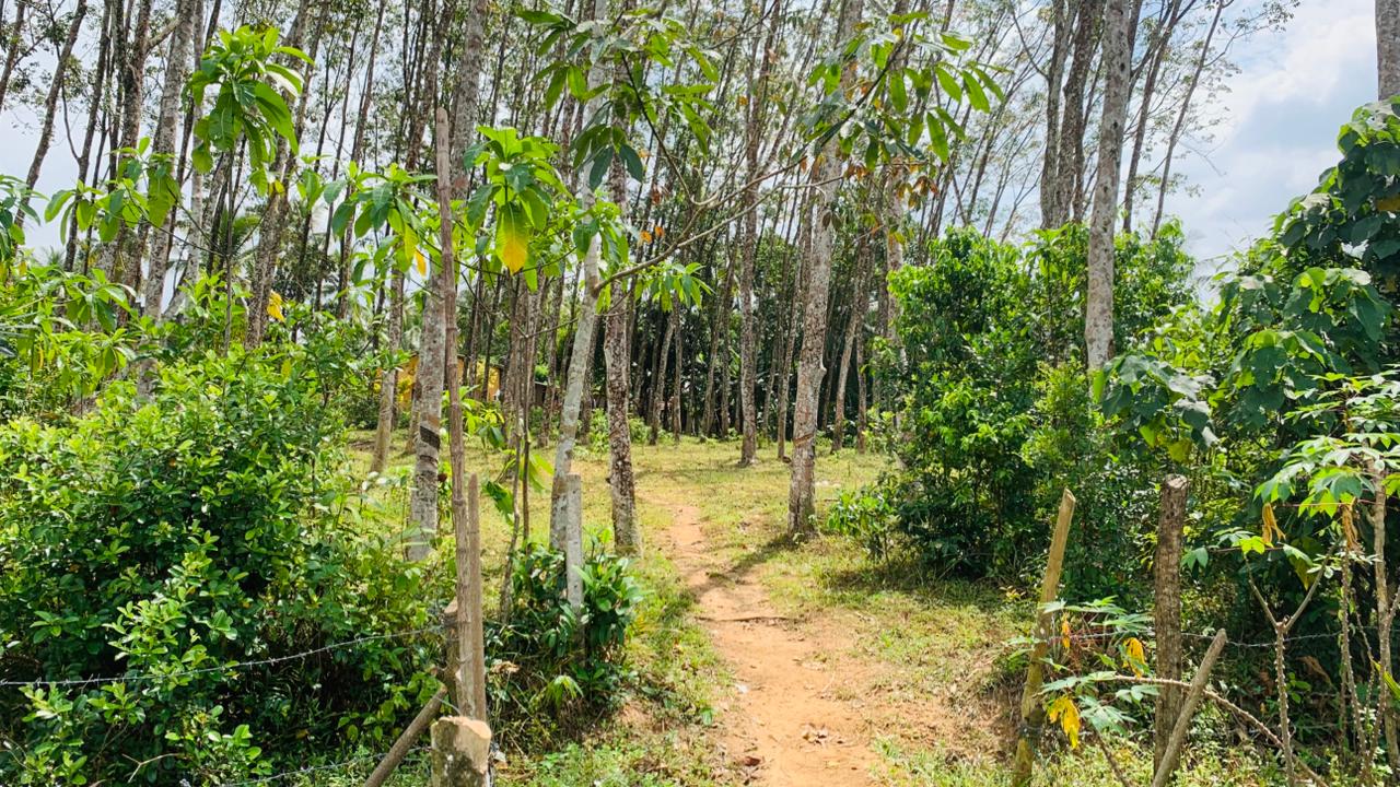 Rubber Land for Sale in Pugoda