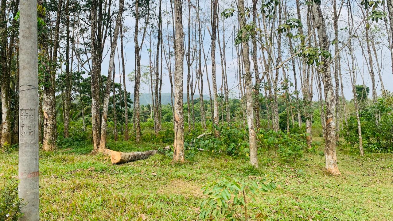 Rubber Land for Sale in Pugoda
