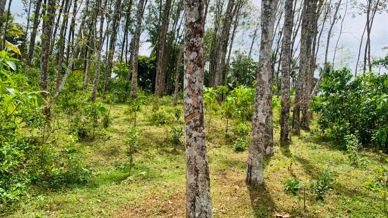 Rubber Land for Sale in Pugoda
