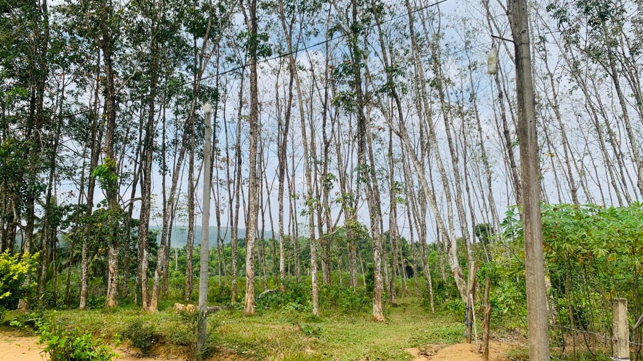 Rubber Land for Sale in Pugoda