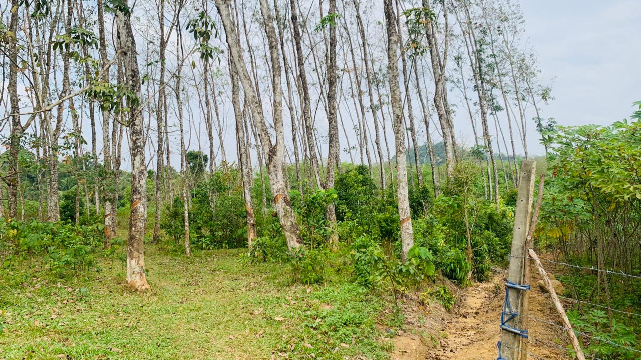Rubber Land for Sale in Pugoda