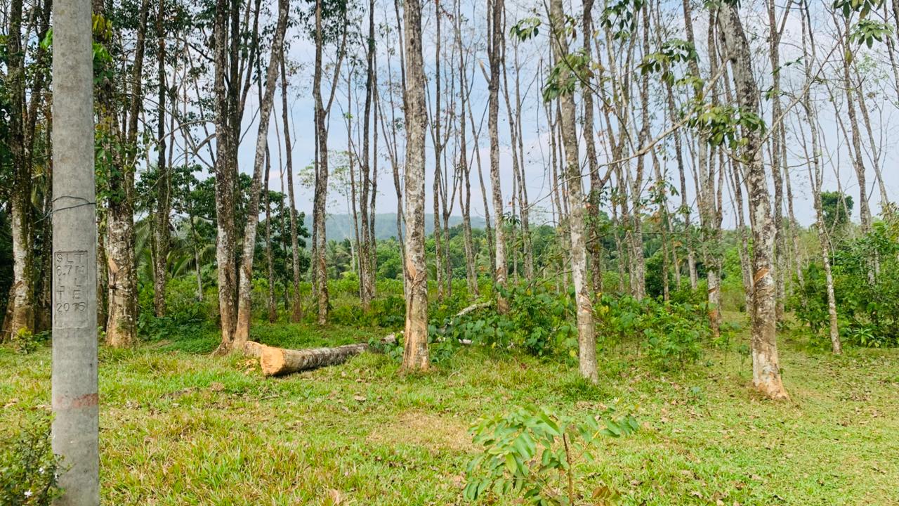 Rubber Land for Sale in Pugoda