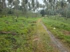 Coconut Estate for Sale in Kurunegala