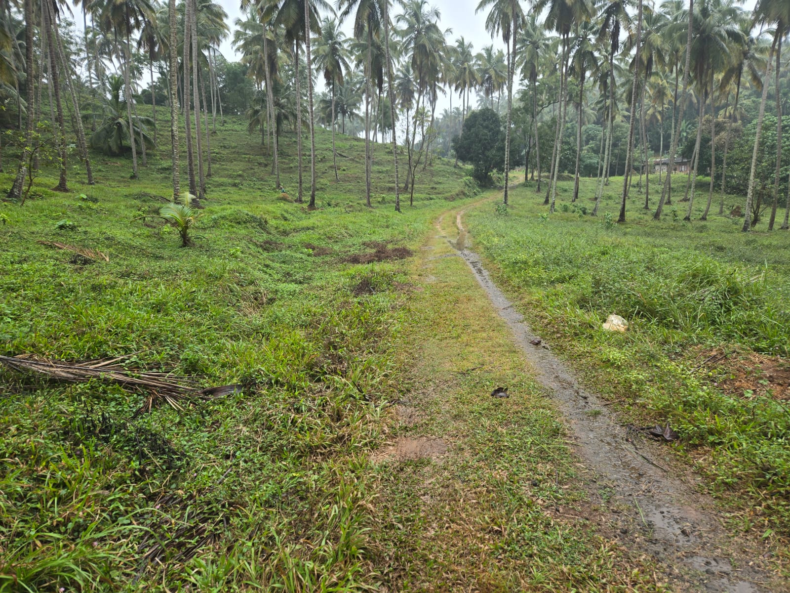 Coconut Estate for Sale in Kurunegala