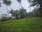 Coconut Estate for Sale in Kurunegala