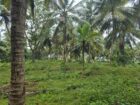 Coconut Estate for Sale in Kurunegala