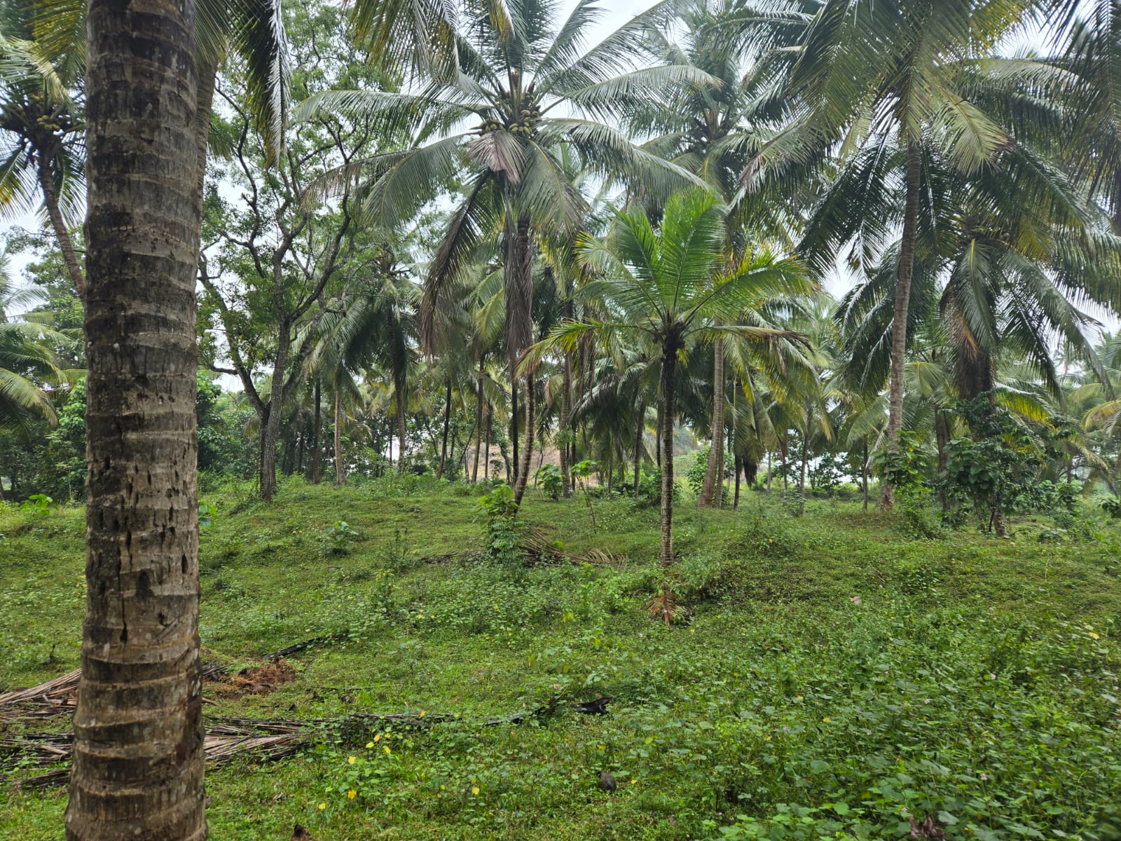 Coconut Estate for Sale in Kurunegala