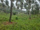 Coconut Estate for Sale in Kurunegala